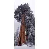 Markenlos 100 Samen Riesen-Mammutbaum - Sequoiadendron giganteum