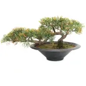 Europalms Bonsai-Zeder, Kunstpflanze, 40cm