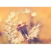 Living Walls Fototapete "Designwalls Dandelion 1" glatt Vlies, Wand, Schräge, Decke