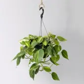 Pflanzen-Kölle Philodendron 'Brasil', in Blumenampel, Topf-Ø 15 cm