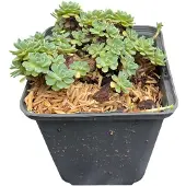 GRDplanten Sedum pachyclados - Fettblatt Angelina - Topf 9 x 9 cm