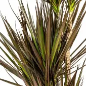 Oasis of Life Dracaena Marginata Magenta Drachenbaum Zimmerpflanze Ø21cm 110-130cm Schlank