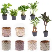 Oasis of Life Zimmerpflanzen-Set 6er Topfset Madrid pflegeleicht Grünpflanzen Wohnzimmer Deko