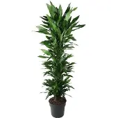 Oasis of Life Drachenbaum Dracaena Janet Lind 170cm Ø34cm Zimmerpflanze mit dunkelgrünen Deko