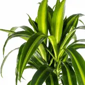Oasis of Life Dracaena Deremensis Hawaiian Sunshine Drachenbaum Ø24cm 130-150cm Zimmerpflanze