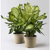 Pflanzen-Kölle Dieffenbachie 'Camilla', Topf-Ø 17cm, Höhe ca. 50-60 cm, 2 Pflanzen