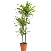 Dehner Drachenbaum Lemon Lime, dreitriebig, 120-140 cm, Ø Topf 24 cm, Zimmerpflanze