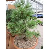 Baumschule Pinus parviflora Schoons Bonsai - Mädchenkiefer 30-40