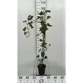 GRDplanten Hedera hibernica - Irische Efeu 80-100 cm | Topf