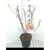 GRDplanten Physocarpus opulif. 'Amber Jubilee' - Blasenspiere 40- 60 cm - Container