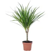 Flowerbox Drachenbaum - pflegeleichte Zimmerpflanze, Dracaena Marginata - Höhe ca. 35 cm, Topf-Ø 12 cm