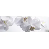 MySPOTTI Badrückwand aqua Aqua orchid 140x45 cm