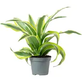 Flowerbox Drachenbaum Lemon Surprise - pflegeleichte Zimmerpflanze, Dracaena Deremensis Fragrans Lemon Surprise - Höhe ca. 10 cm, Topf-Ø 6 cm