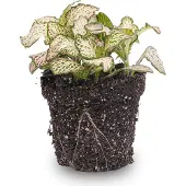 Urbanjngl Fittonia Pink Tiger - Mosaikpflanze