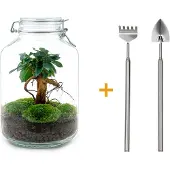 Urbanjngl Diy Terrarium - Ficus Ginseng Bonsai - ↕ 28 Cm