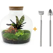 Urbanjngl Diy Terrarium - Fat Joe Rood - 30 Cm