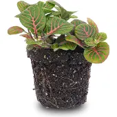 Urbanjngl Fittonia Bubble Red - Mosaikpflanze