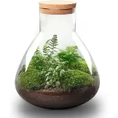 Urbanjngl Diy Terrarium - Sam Xl - 35 Cm
