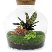 Urbanjngl Diy Terrarium - Fat Joe Rood - 30 Cm