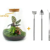 Urbanjngl Diy Terrarium - Sam Calathea mit Licht - ↕ 30 Cm