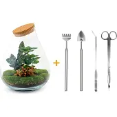 Urbanjngl Diy Terrarium - Tropfen Xl Rood - ↕ 37 Cm