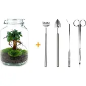 Urbanjngl Diy Terrarium - Ficus Ginseng Bonsai - ↕ 28 Cm