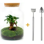 Urbanjngl Diy Terrarium - Milky Met Bonsai - 30 Cm + Rsts
