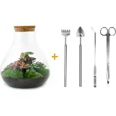 Urbanjngl Diy Terrarium - Sam Xl Rood - ↕ 35 Cm
