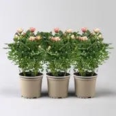 Pflanzen-Kölle Rose 'Gosia', peach-gelb, Topf-Ø 10,5 cm, 3 Pflanzen