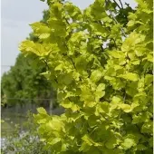 Die Nr-01.de Hochstamm Goldulme 80-100cm - Ulmus carpinfolia