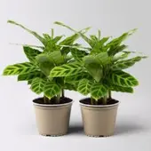Pflanzen-Kölle Calathea zebrina, Topf-Ø 14 cm, Höhe ca. 35-45 cm, 2 Pflanzen