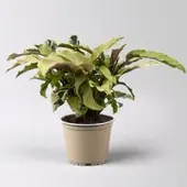 Pflanzen-Kölle Calathea 'Fusion Yellow', Topf-Ø 14 cm, Höhe ca. 30 cm
