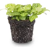 Urbanjngl Fittonia Joly Lemon- Mosaikpflanze