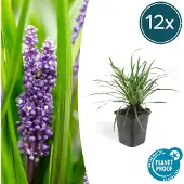 Exotenherz Glöckchentraube Liliengras Liriope Muscari Moneymaker 9cm Topf Set mit 12 Pflanzen