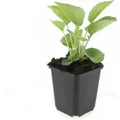 Exotenherz Zierstaude - Sonnenhut - Echinacea purpurea 'Magnus' - 9cm Topf - Set mit 6 Pflanzen