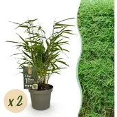 Exotenherz Bambus Fargesia Rufa Grün 2er Set 14cm Topf Höhe 35cm