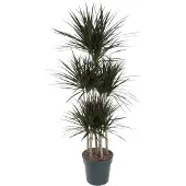 Exotenherz Drachenbaum - Dracaena marginata "Magenta" - Karussel - ca. 150cm hoch