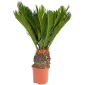 Exotenherz Japanischer Palmfarn - Cycas revoluta im 14cm Topf