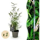 Exotenherz Bambus Fargesia Black Dragon Schwarz 2er Set 14cm Topf Höhe 35cm