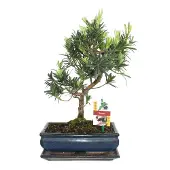 Exotenherz Bonsai Steineibe - Podocarpus macrophyllus - ca. 10 Jahre
