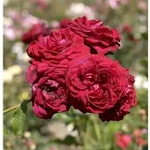 Baumschule Kletterrose Naheglut 30-60cm