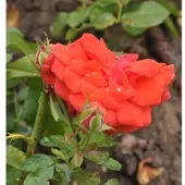 Baumschule Floribundarose Meteor 30-60cm