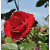 Baumschule Kletterrose Santana 30-60cm