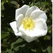 Baumschule Pimpernell Rose 40-60cm - Rosa pimpinellifolia
