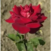 Baumschule Kletterrose Florentina 30-60cm