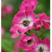 Baumschule Strauchrose Mozart 30-60cm