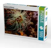 CALVENDO Zylinderrose im Mittelmeer 1000 Teile Puzzle quer 640x480mm, Gödecke Dieter; 7404201