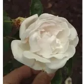 Baumschule Kletterrose Auguste Gervaise 30-60cm