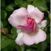 Baumschule Kletterrose Sorbet 30-60cm
