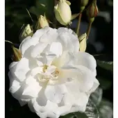 Baumschule Floribundarose Princess of Wales 30-60cm